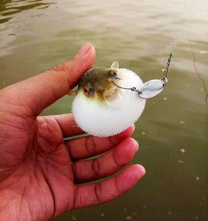 河豚路亚(路亚大师兄游戏下载)