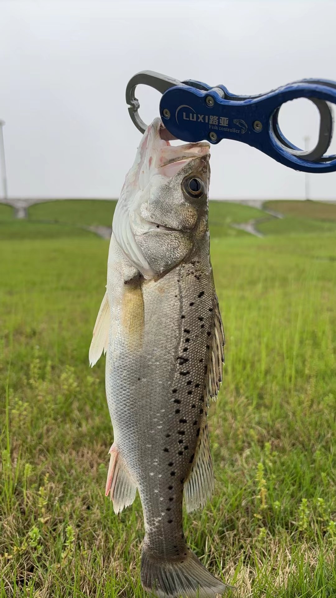舟山海钓鲈鱼(舟山海钓鲈鱼怎么样)