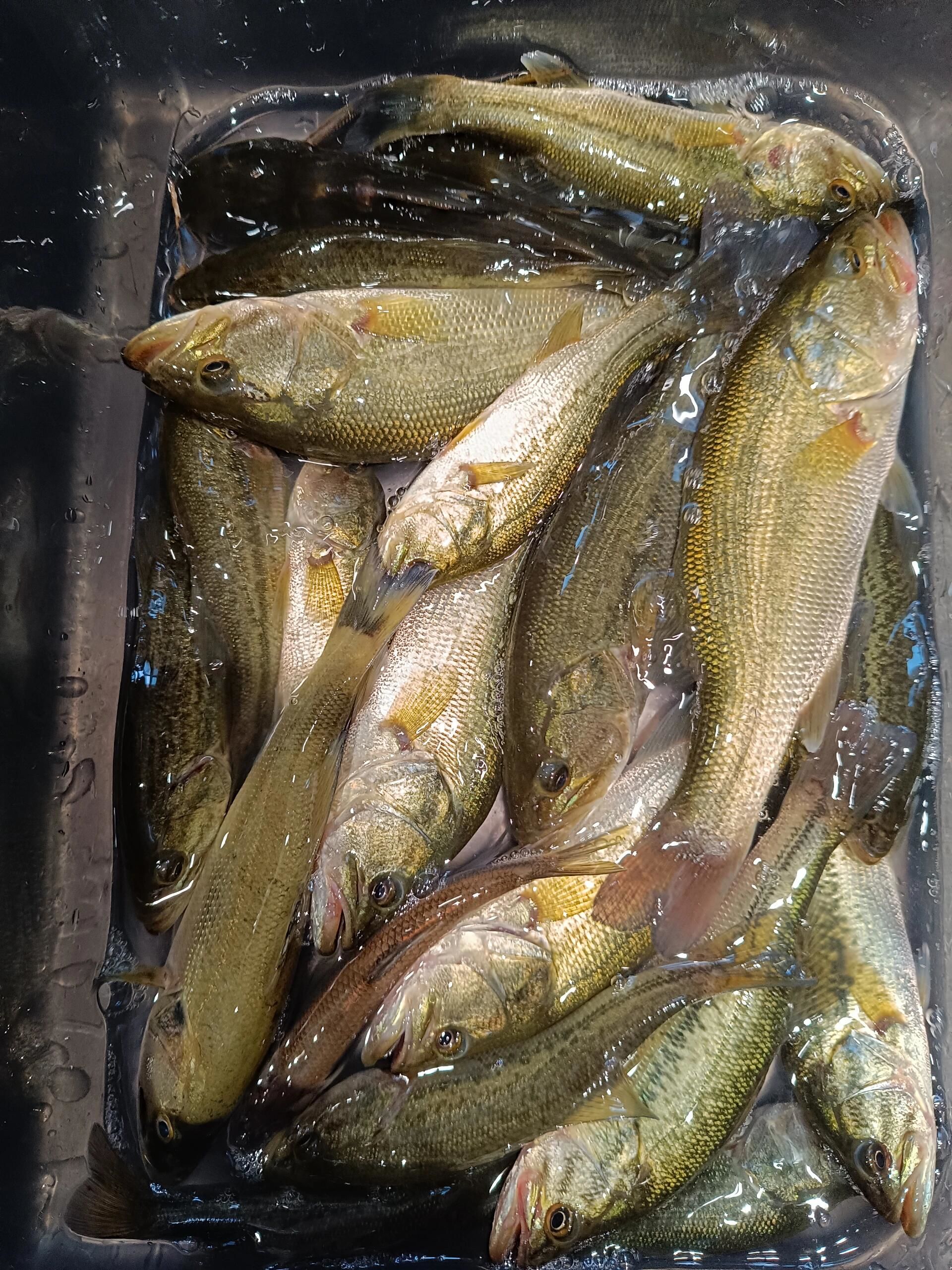 舟山海钓鲈鱼(舟山海钓鲈鱼怎么样)