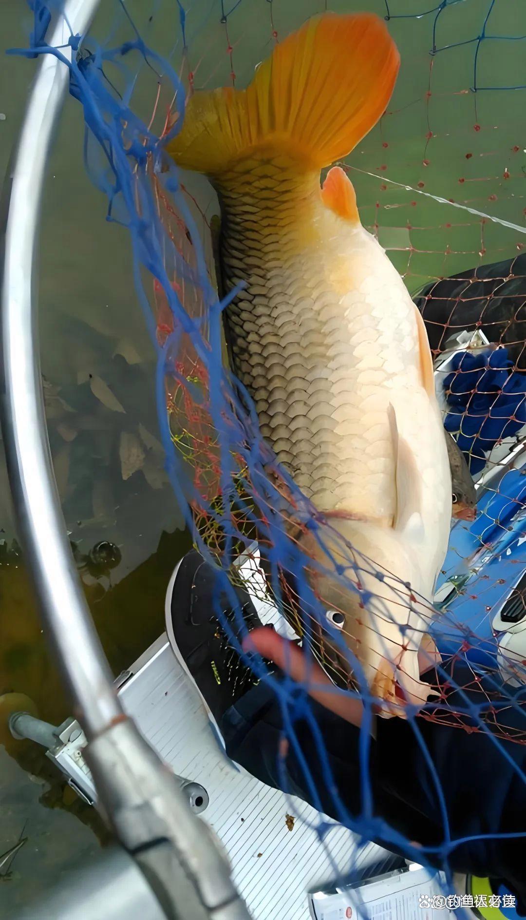 禾花鲤鱼钓鱼技巧(禾花鲤饵料配方大全)