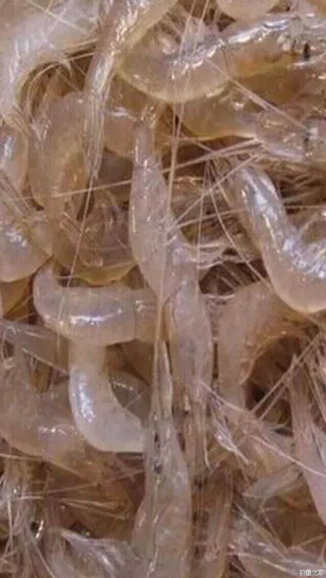 冬天黑坑冰锚技巧(冬天黑坑还能钓鱼吗)