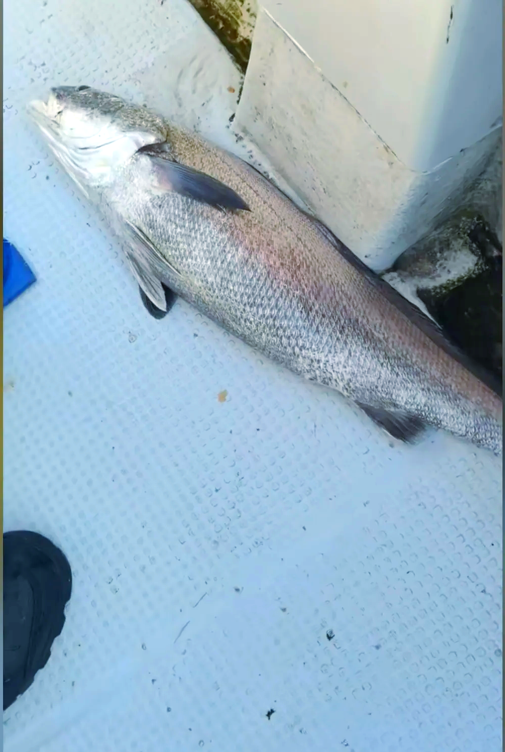 海钓黄稠视频(大黄鱼的鱼胶在哪里)