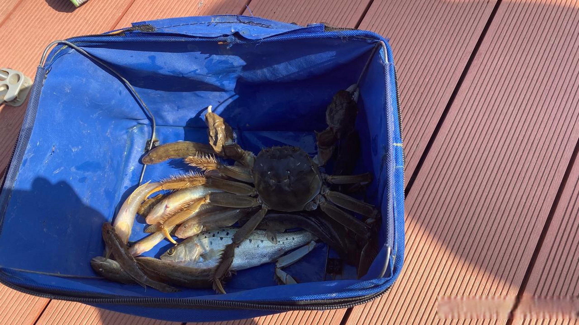 海钓钓蟹子(钓海螃蟹的最快方法)