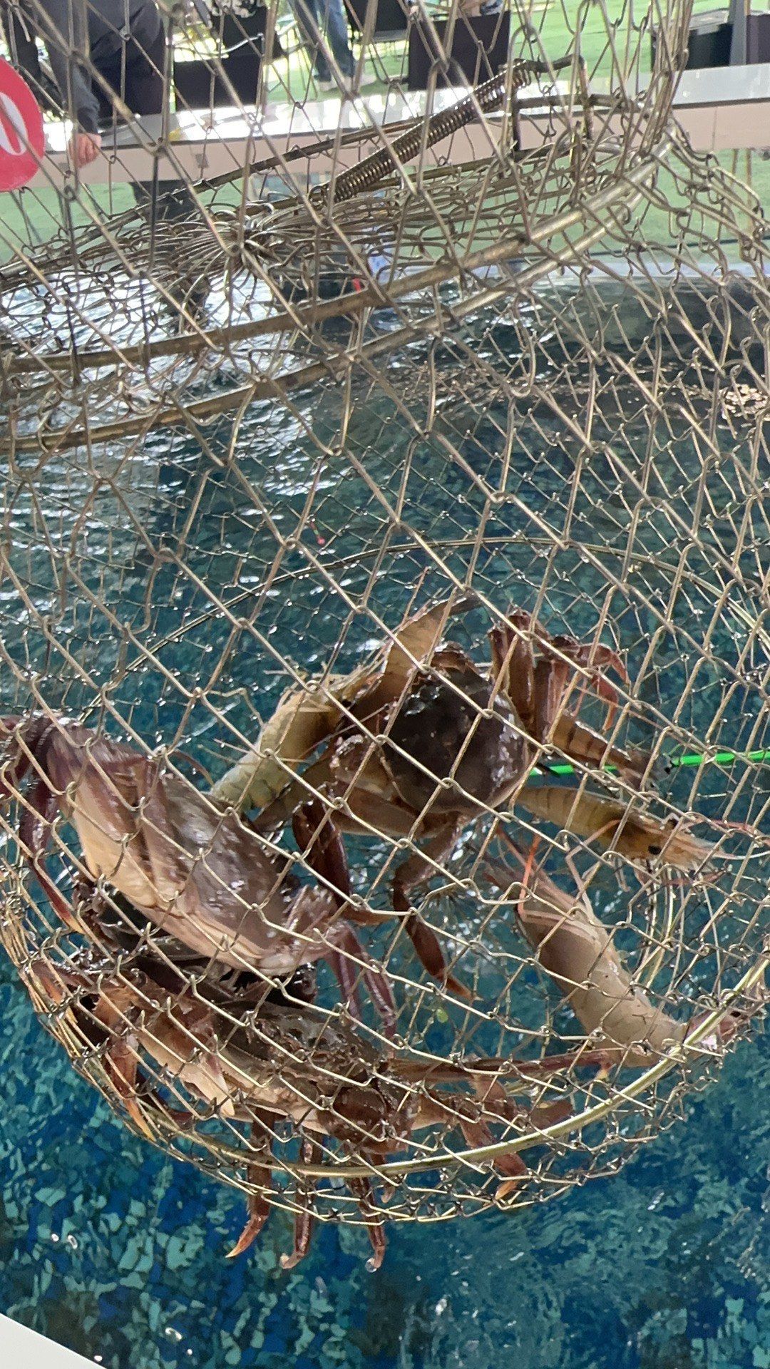 海钓钓蟹子(钓海螃蟹的最快方法)