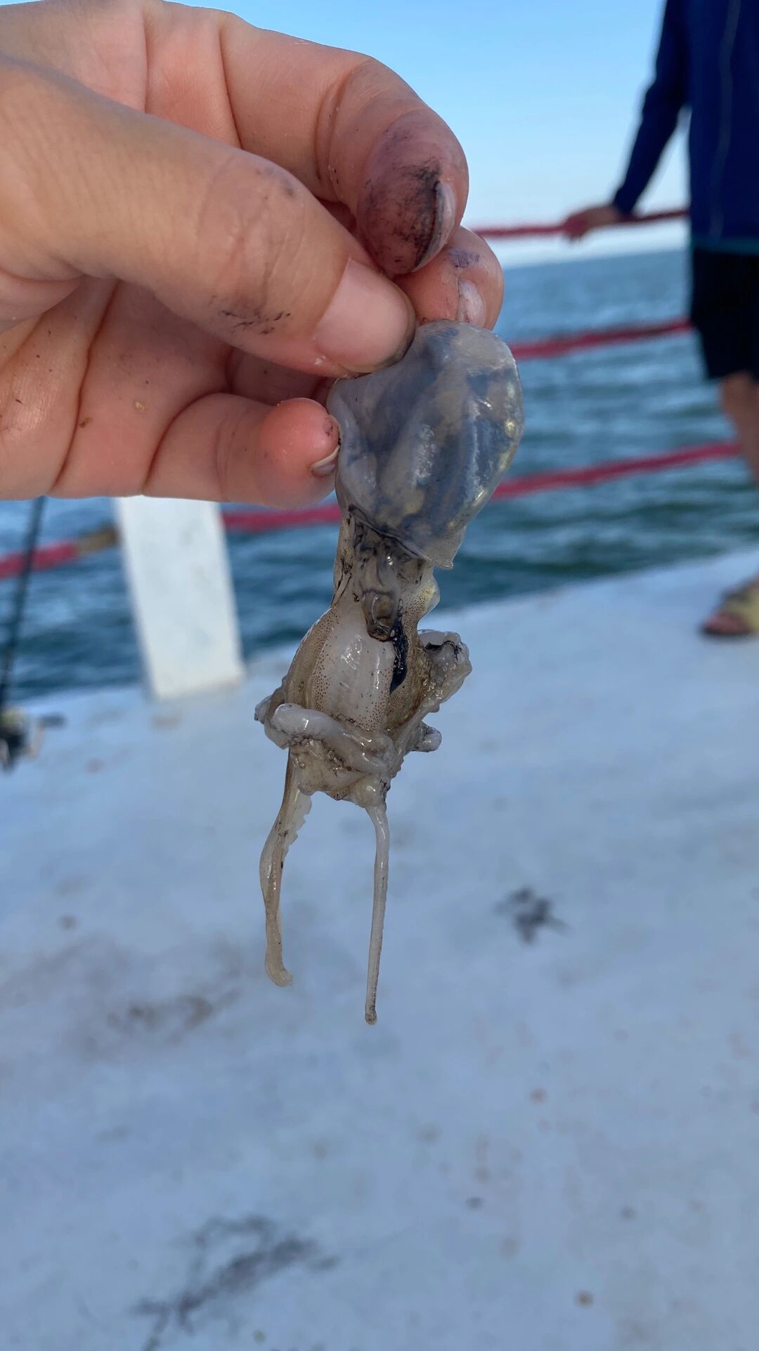 海钓流头(海钓水流急钓法)