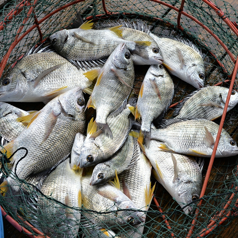 海钓黄翅鱼视频(海边钓黄翅鱼用什么饵)