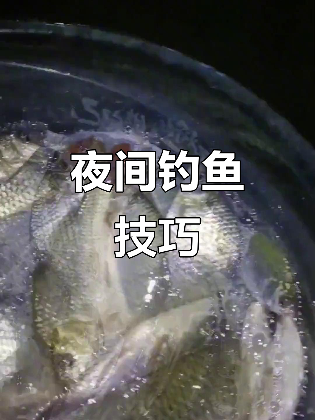 秋季夜钓鲫鱼方法与技巧(秋季夜钓鲫鱼方法与技巧大全) 秋季夜钓鲫鱼方法与技巧(秋季夜钓鲫鱼方法与技巧大全)