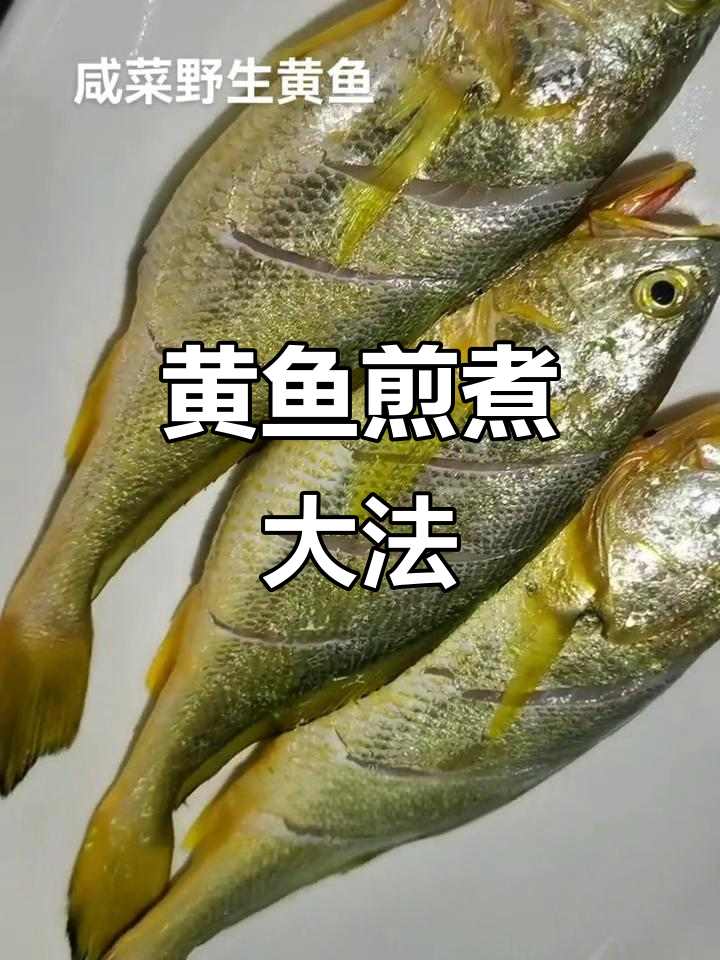 海钓黑黄鱼的技巧(船钓黑黄鱼)