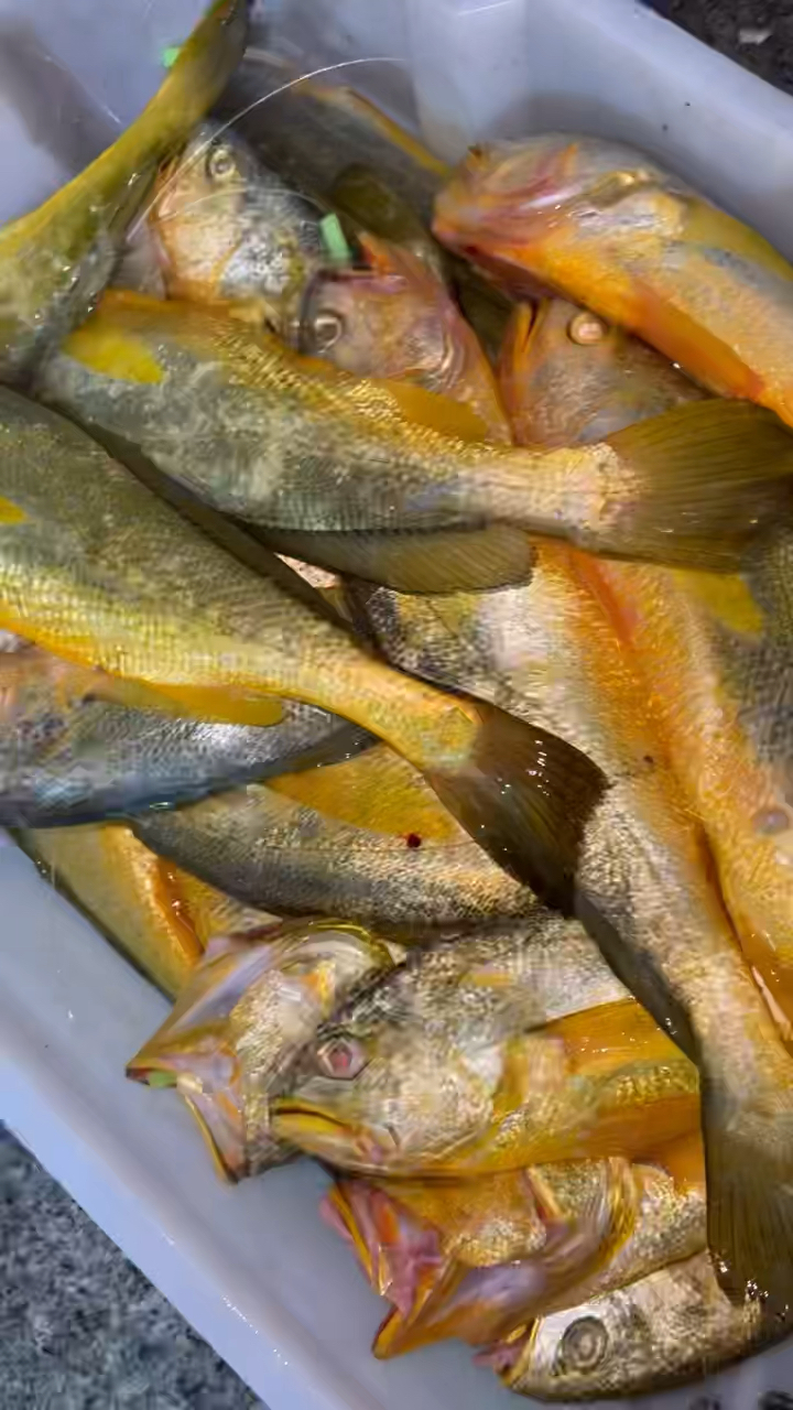 黄海出海钓鱼(黄海出海钓鱼视频)