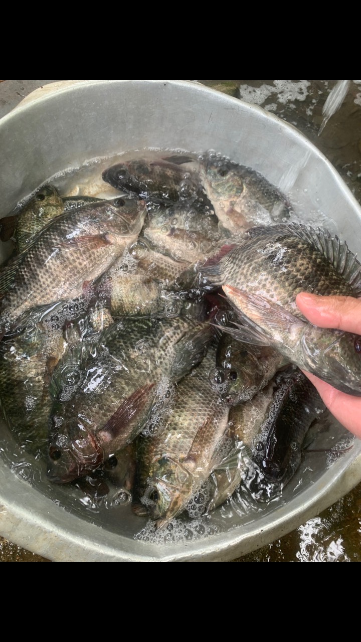 冬季夜钓罗非技巧(冬季野钓罗非技巧) 冬季夜钓罗非技巧(冬季野钓罗非技巧)