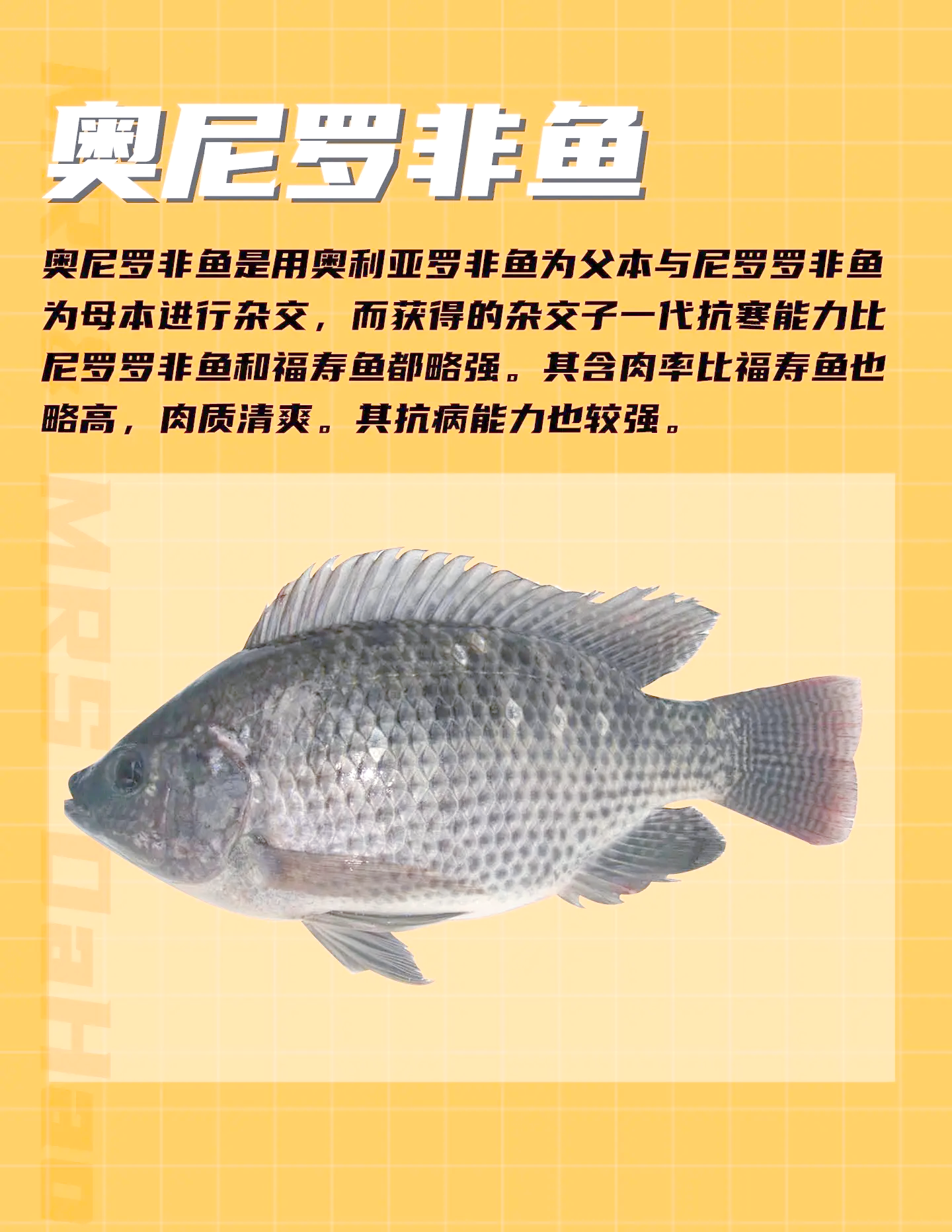 罗非鱼肉可以海钓(罗非鱼在水层分布图)