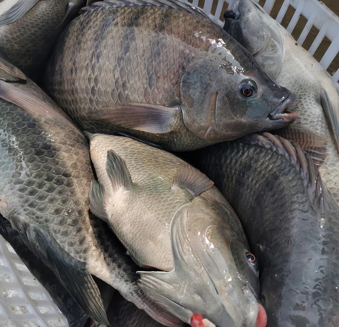 罗非鱼肉可以海钓(罗非鱼在水层分布图)