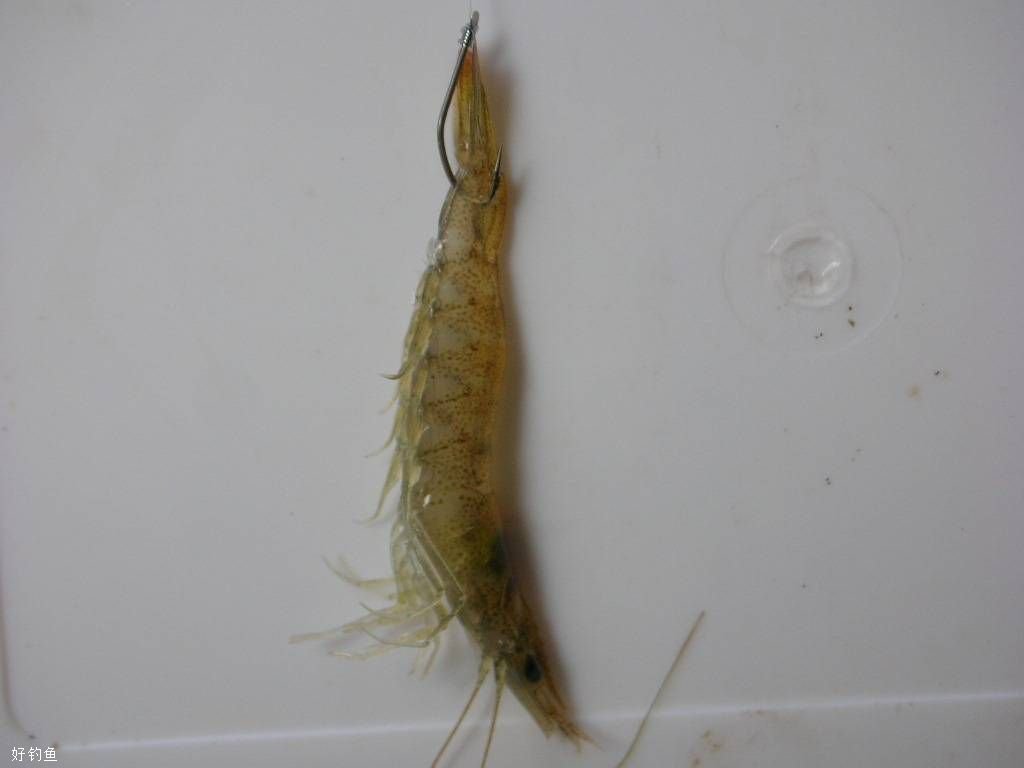 海钓活虾哪里有(海钓活虾怎么挂钩图解)