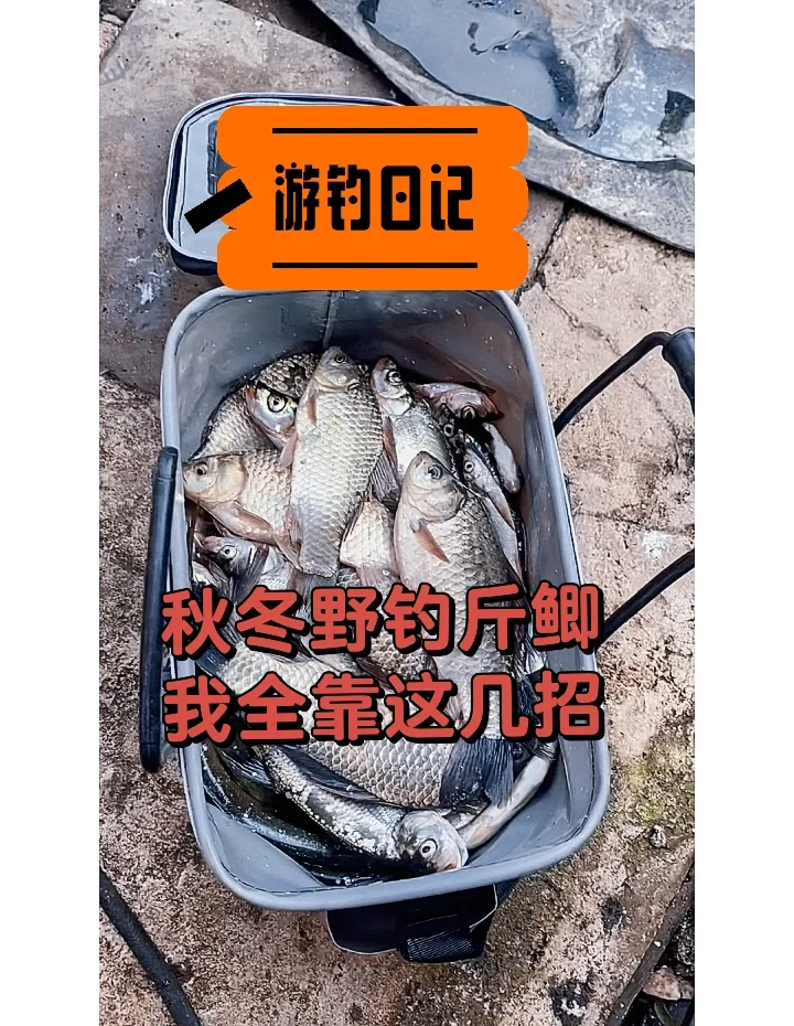 鲫鱼垂钓技巧秋季(钓鲫鱼秋季什么饵料好)