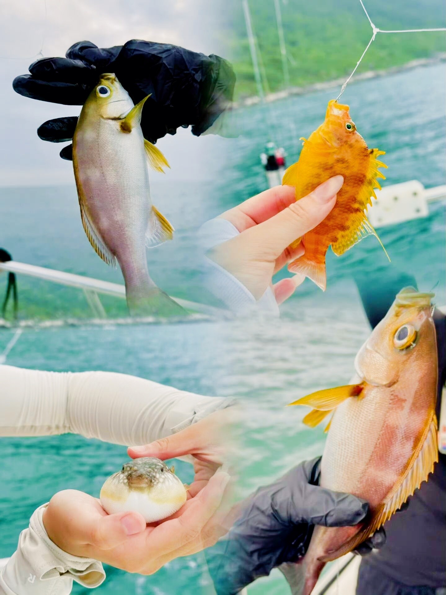 东山岛海钓论坛(东山岛海钓收费)