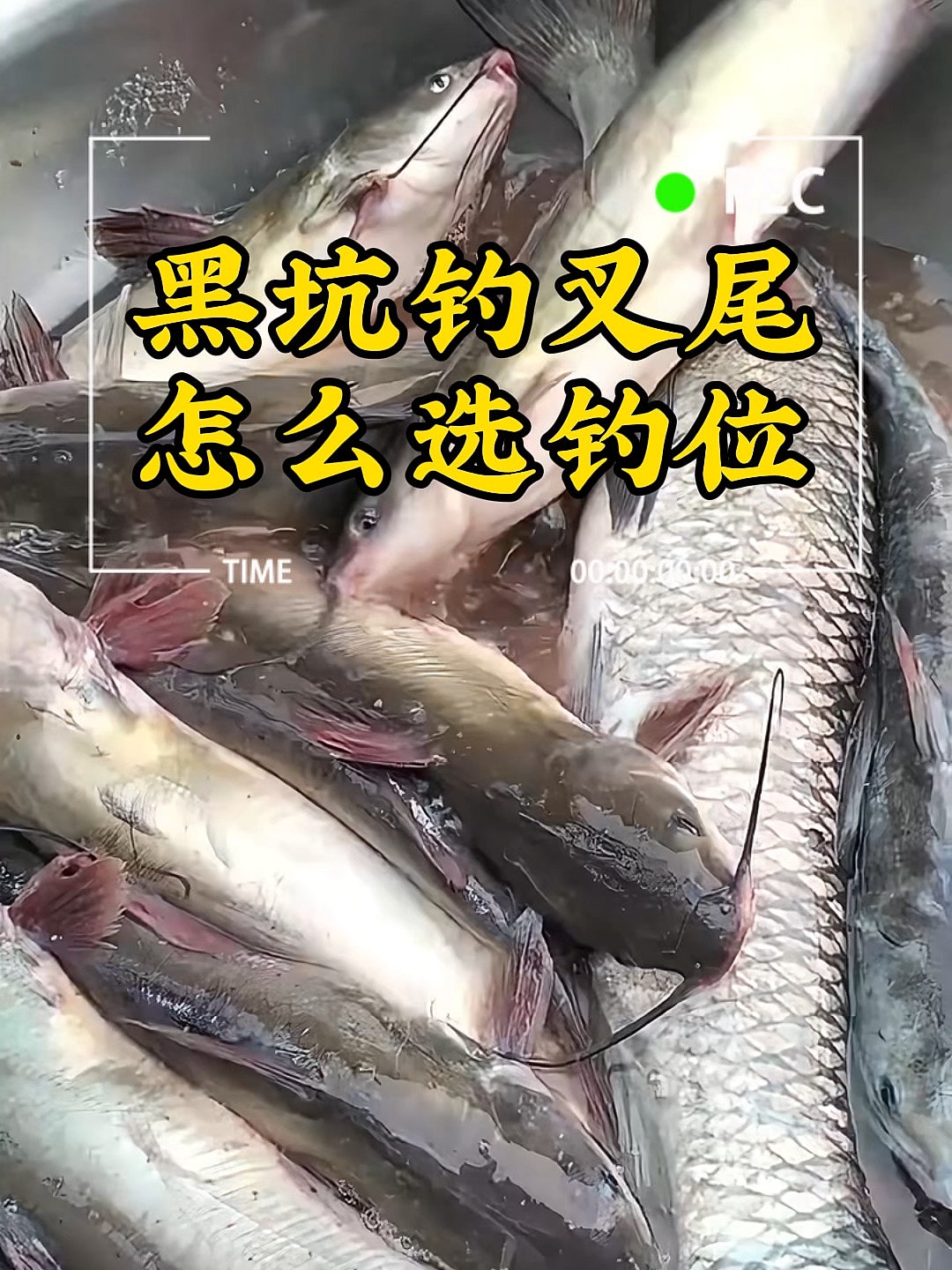 黑坑布置技巧(黑坑坑底怎么设计) 黑坑布置技巧(黑坑坑底怎么设计)