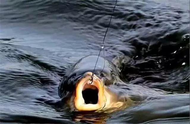 韭菜瀑诈饵料(韭菜钓鱼效果怎么样)