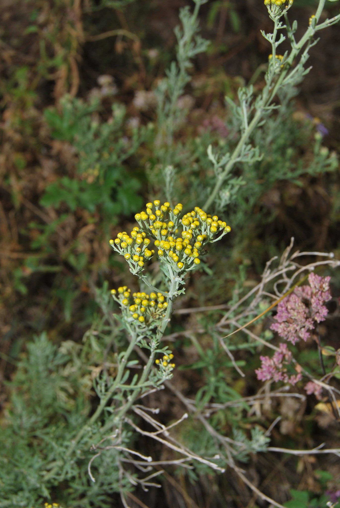 路亚菊花(钓菊花鱼用什么路亚)