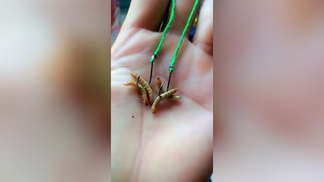 钱虫钓鱼技巧(钱虫有什么功效)