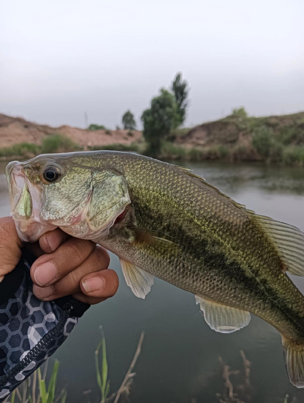 大堰路亚(新手十大建议买的路亚)
