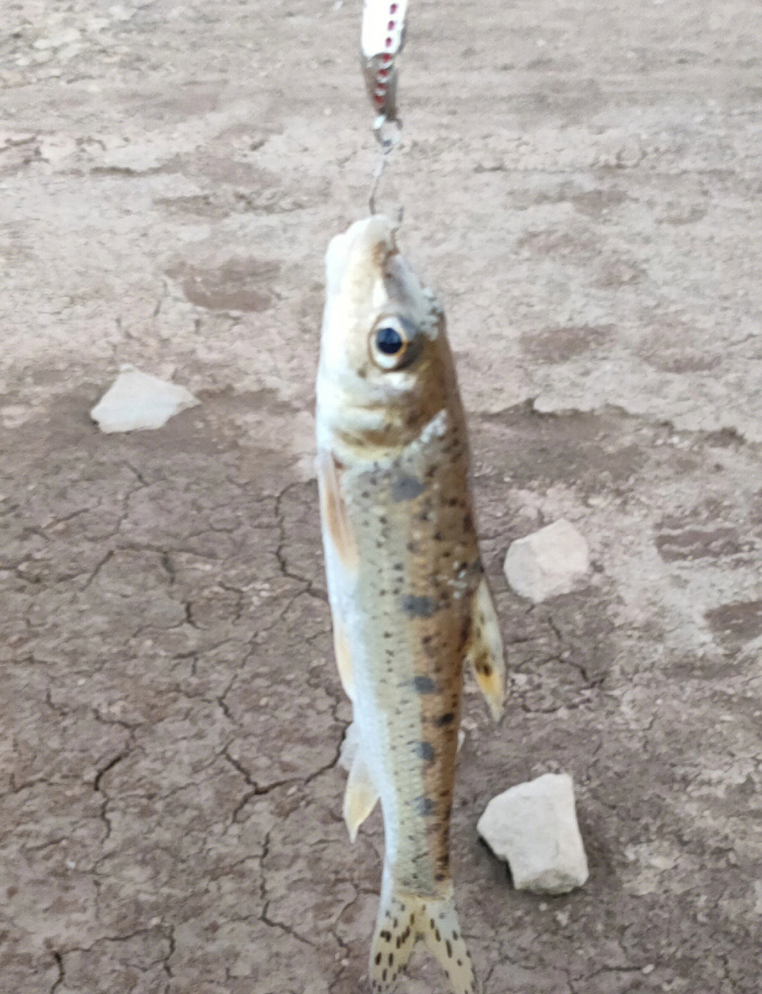 重庆芙蓉江路亚(重庆江边路亚的好地方)