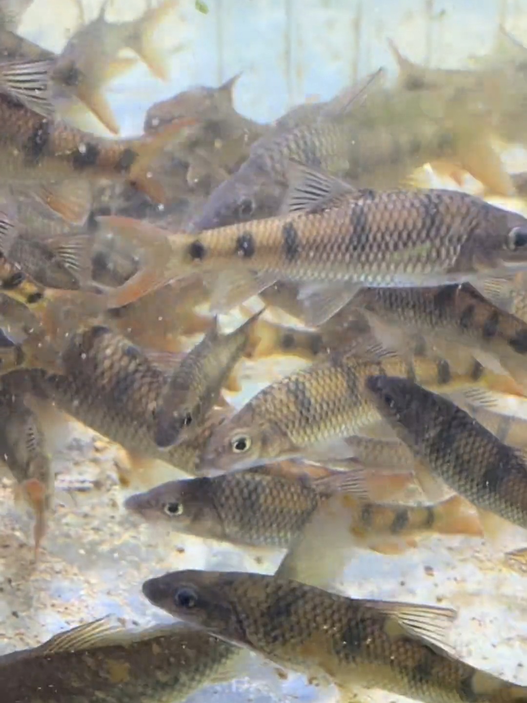 夜钓石斑技巧(夜钓溪流石斑鱼) 夜钓石斑技巧(夜钓溪流石斑鱼)