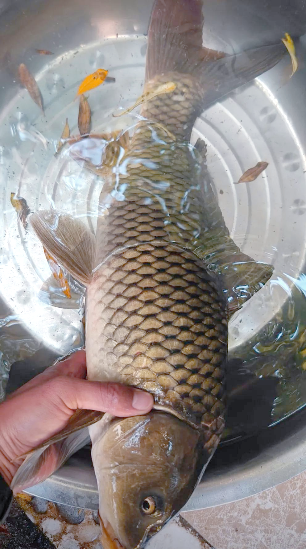 菜籽油添加饵料钓鲤鱼(鲫鱼饵料排行榜第一名)