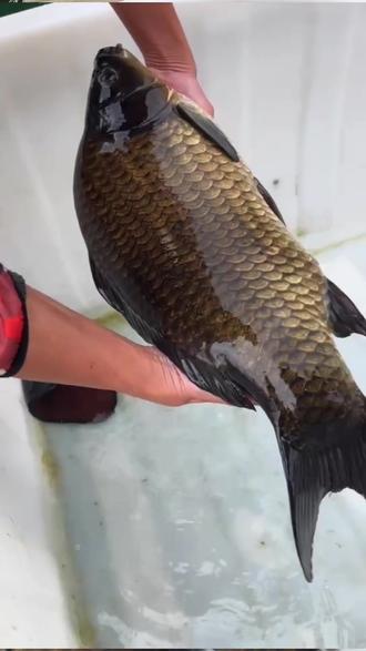 千岛湖钓鲫鱼技巧(千岛湖钓鲫鱼技巧视频) 千岛湖钓鲫鱼技巧(千岛湖钓鲫鱼技巧视频)