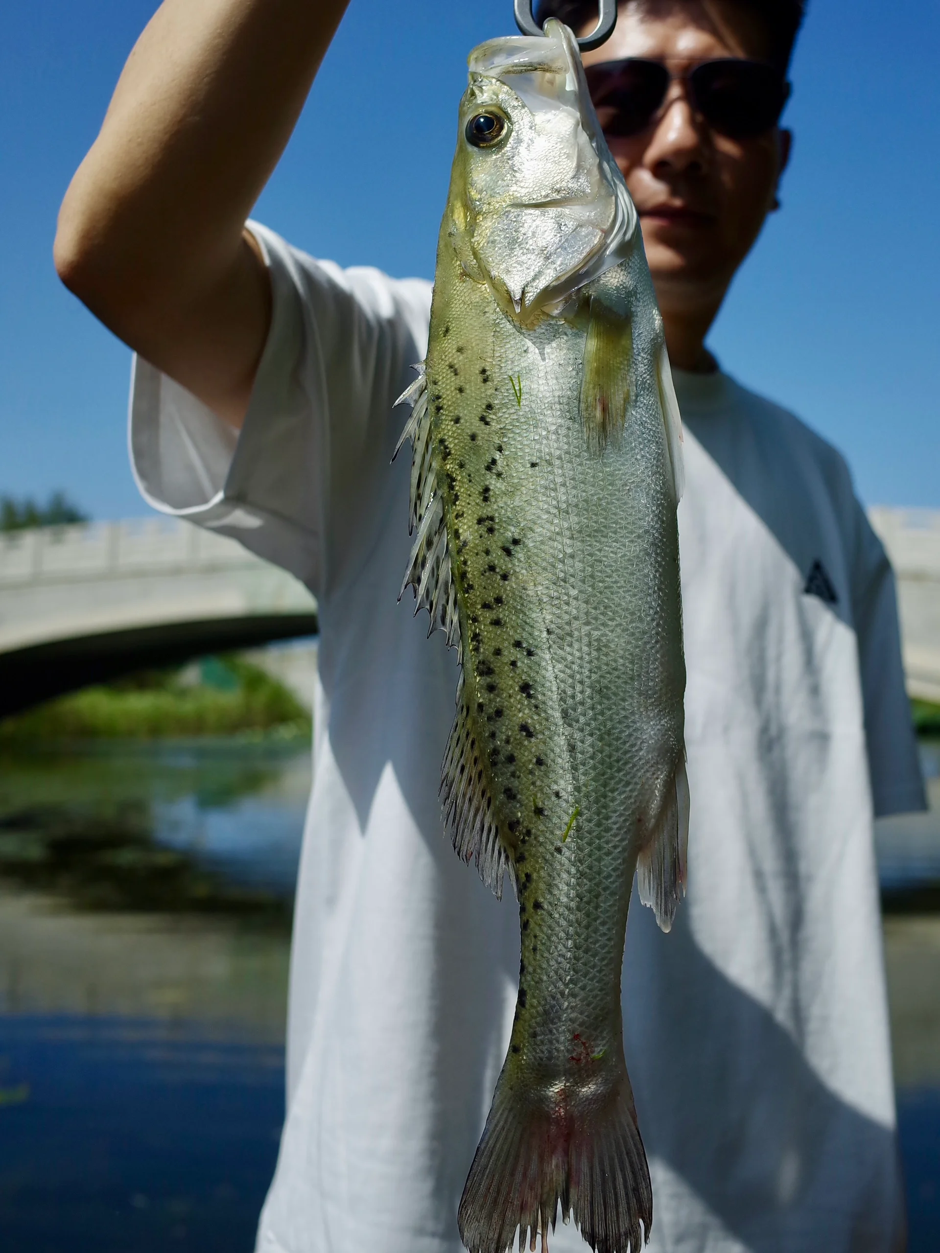 aaaa里路亚(路亚jig)