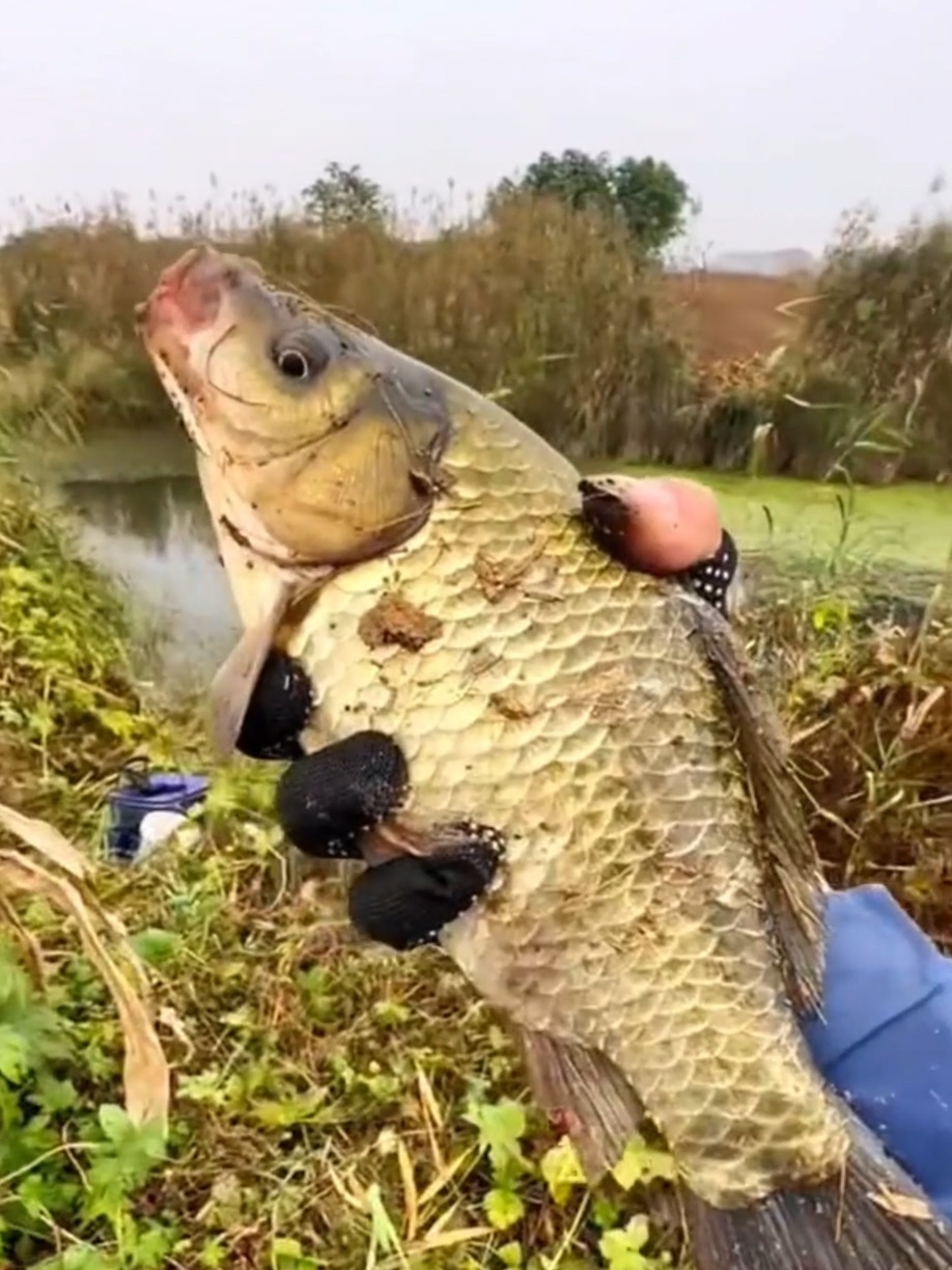 长杆短线钓鱼的技巧视频(长杆短线钓鱼的技巧视频教程)