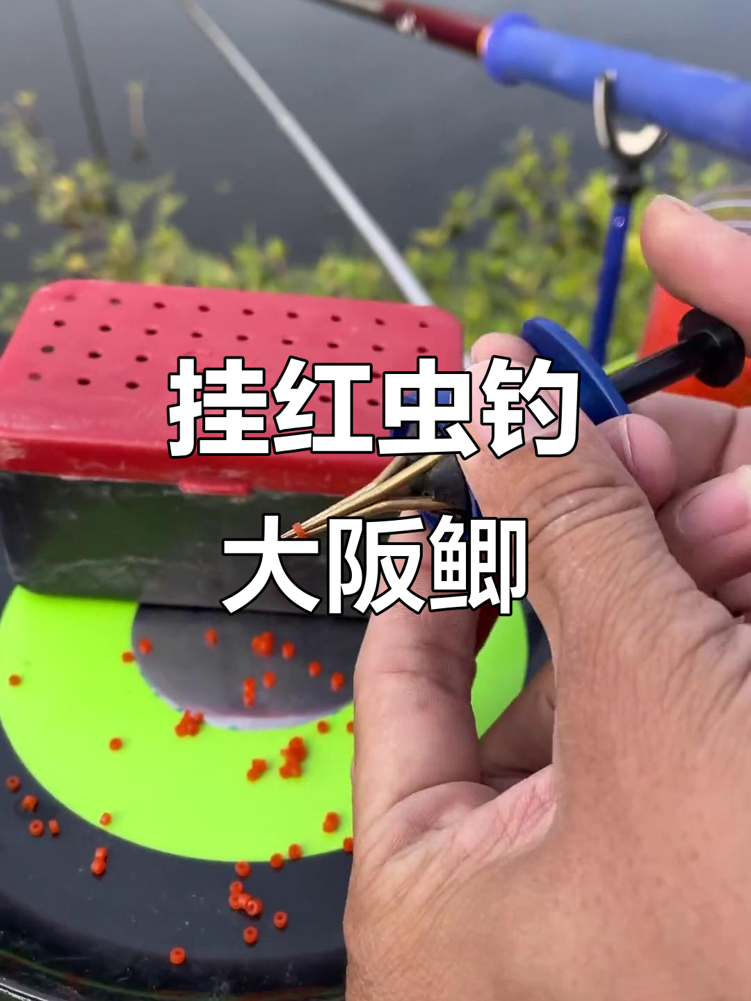 深秋红虫钓鱼技巧(秋天红虫钓鲤鱼好使吗) 深秋红虫钓鱼技巧(秋天红虫钓鲤鱼好使吗)