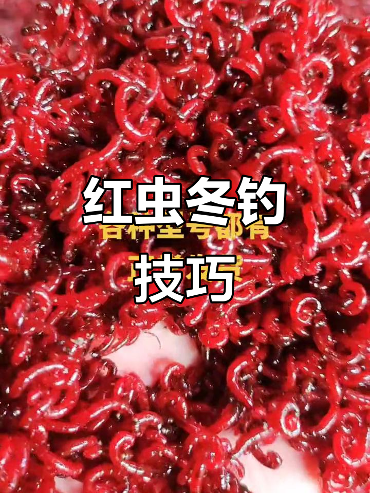 深秋红虫钓鱼技巧(秋天红虫钓鲤鱼好使吗) 深秋红虫钓鱼技巧(秋天红虫钓鲤鱼好使吗)