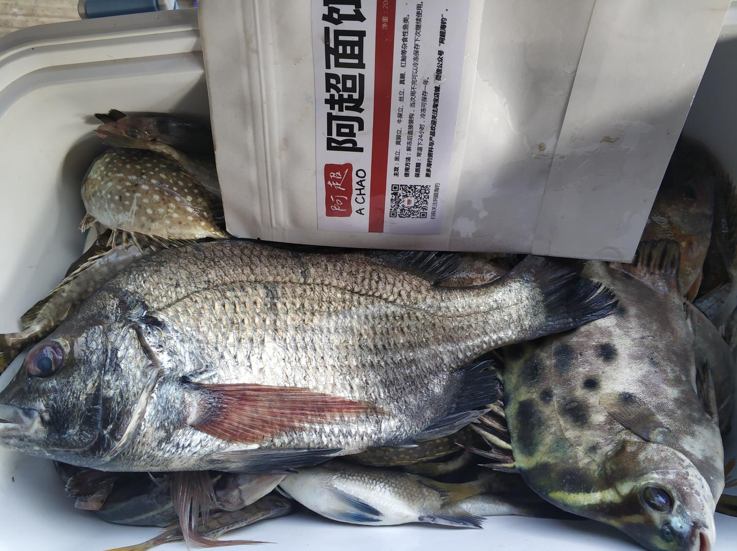 泥猛钓组技巧(泥猛鱼用什么饵最好钓) 泥猛钓组技巧(泥猛鱼用什么饵最好钓)