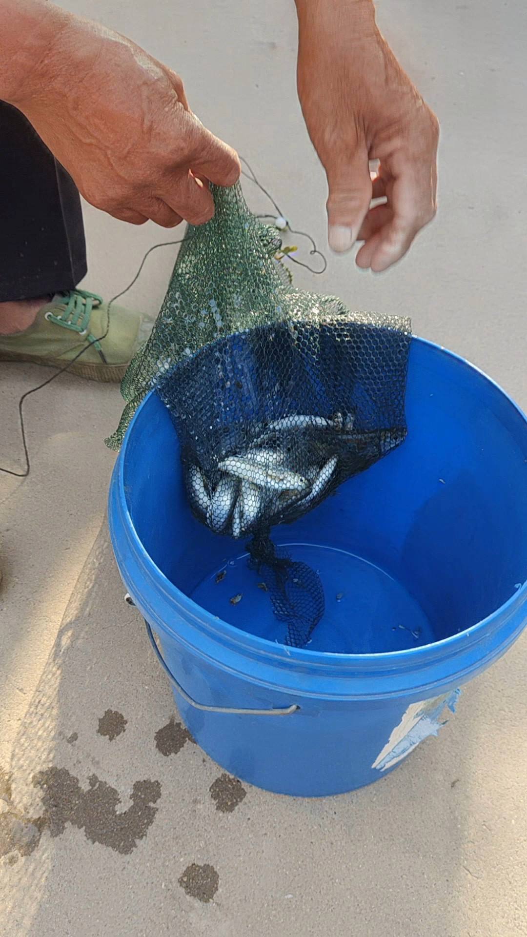 鱼网笼放饵料(用网笼捕鱼什么做的鱼饵最好)