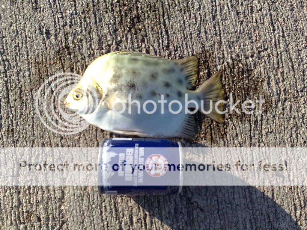 钓金古技巧(钓金鼓技巧)