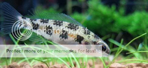 钓金古技巧(钓金鼓技巧)