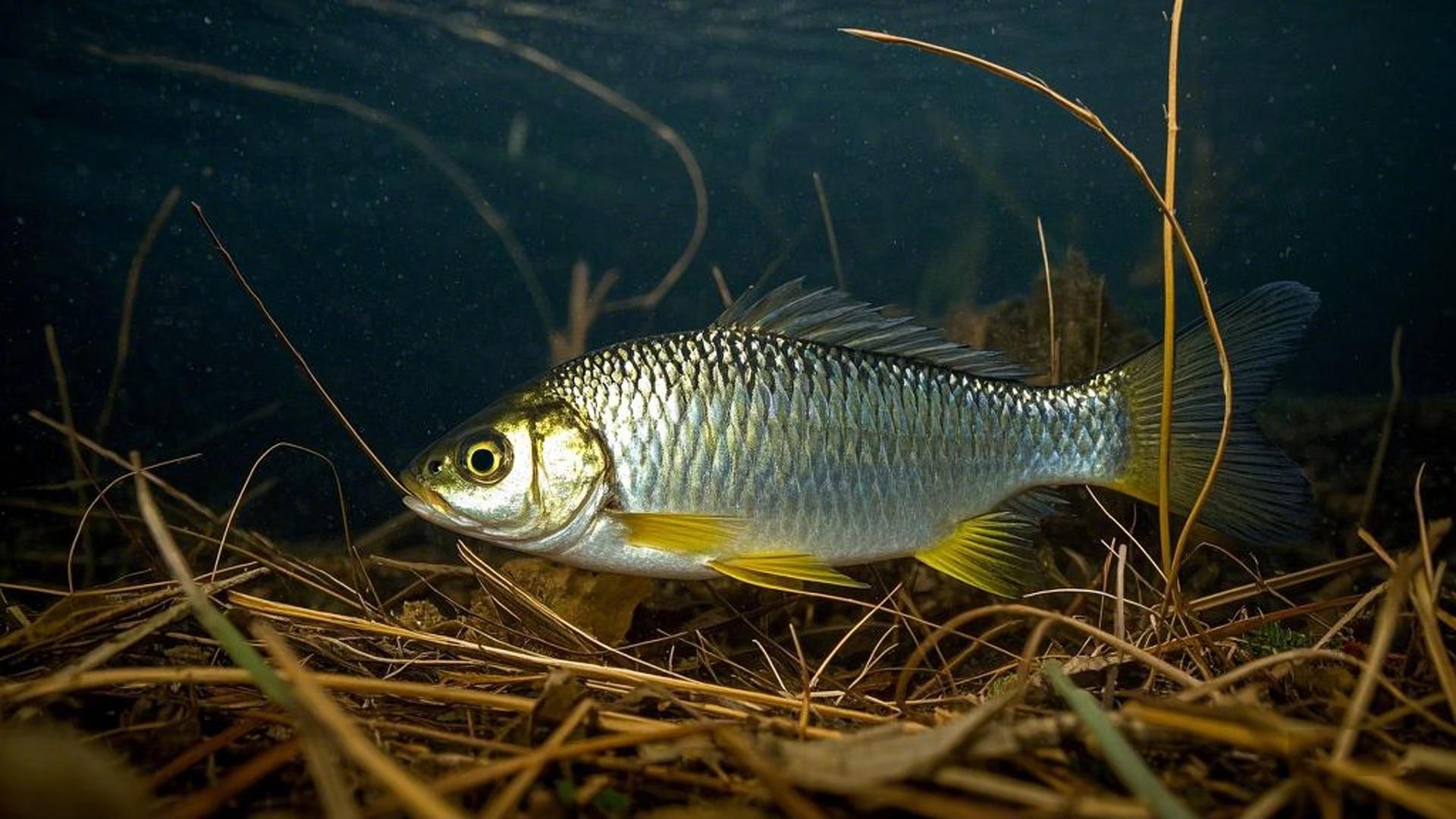东北冬钓技巧(东北初冬怎么钓鱼)