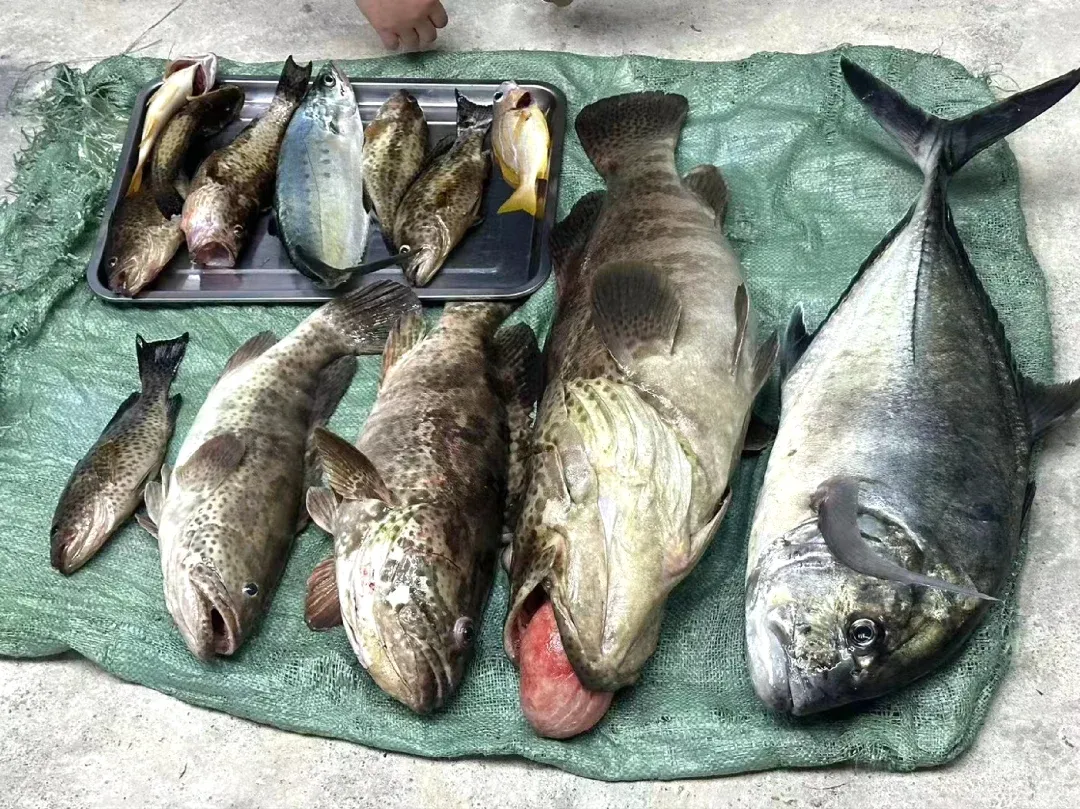 冬天可以海钓什么鱼(冬天可以海钓什么鱼类)