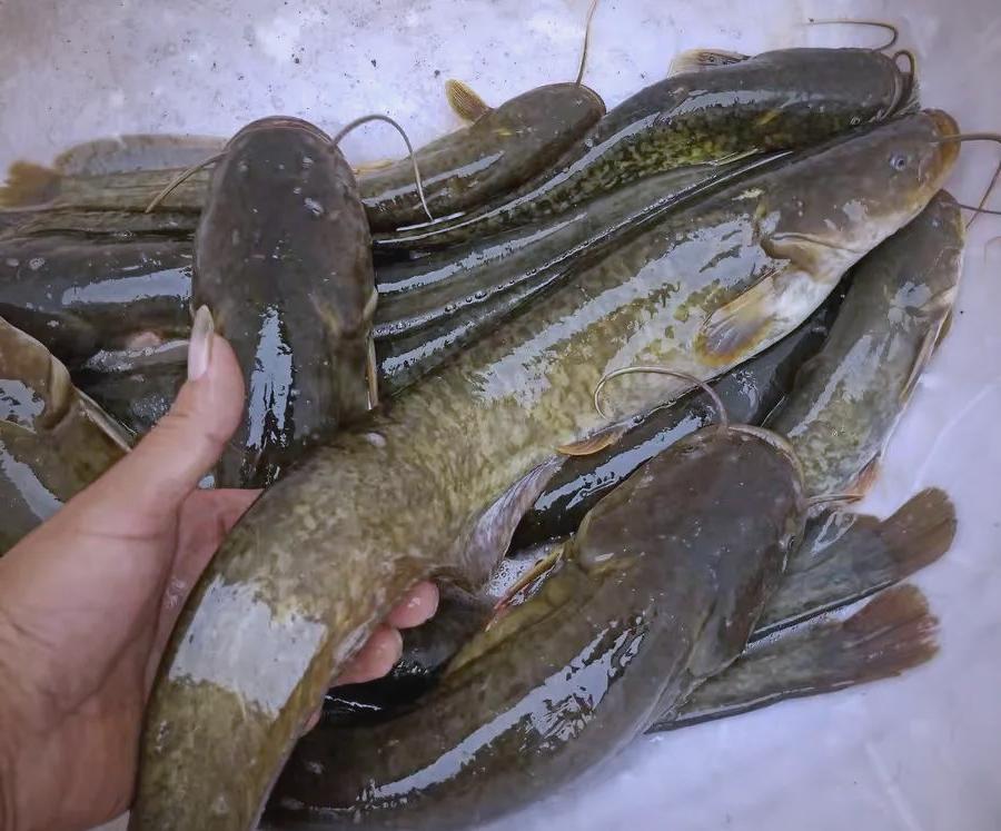 夏季夜钓鲶鱼技巧(夜钓鲶鱼怎么钓)