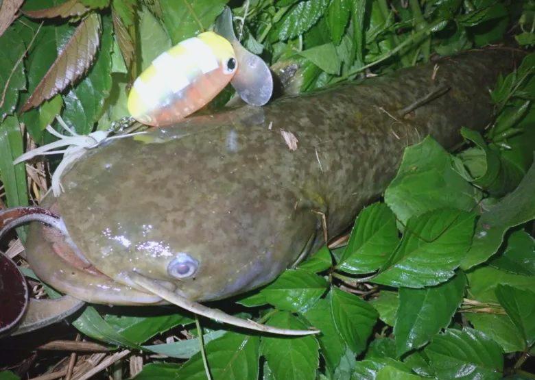 夏季夜钓鲶鱼技巧(夜钓鲶鱼怎么钓)