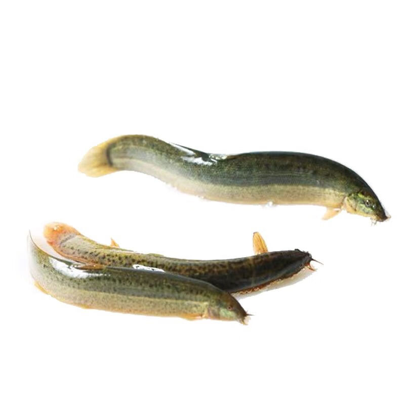 乌龟饵料可以钓鱼吗(乌龟饲料可以钓鱼打窝吗)