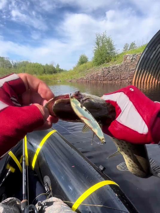 路亚钓狗鱼技巧(路亚钓狗鱼用什么鱼饵)