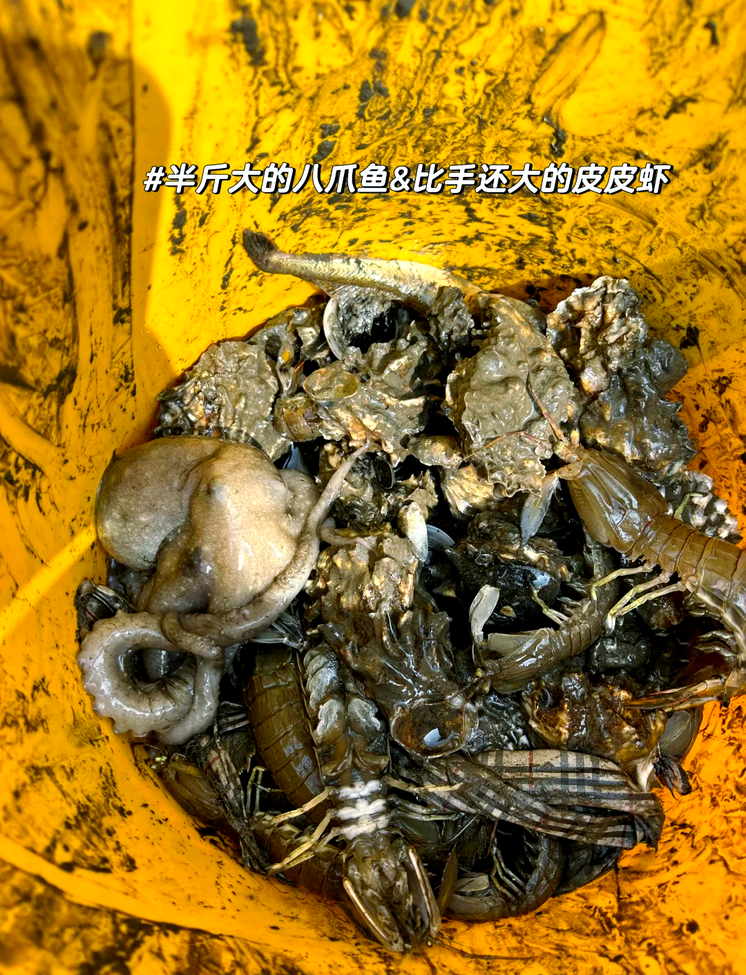 海钓血虫的保存(钓鱼血虫哪里批发)