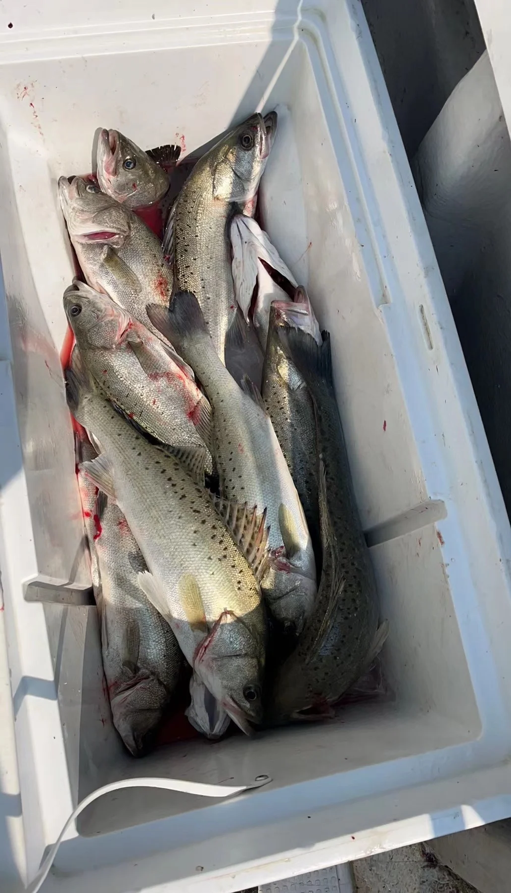 黄骅港出海钓鱼(黄骅港出海钓鱼上午好还是下午好)