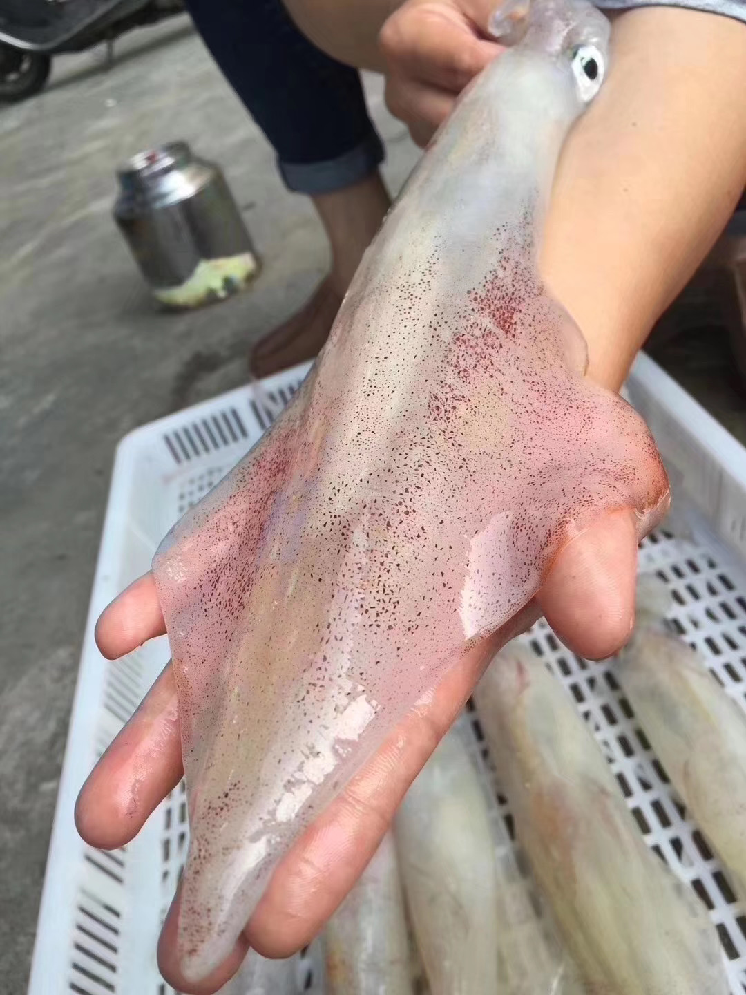 海钓什么鱼食好(钓海鱼什么鱼饵好)