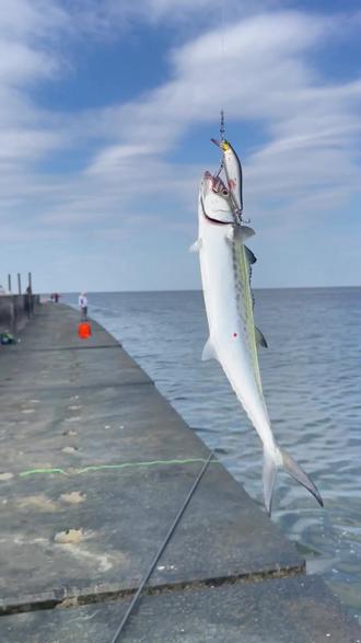 大连路亚海钓视频(大连海边路亚鱼种)
