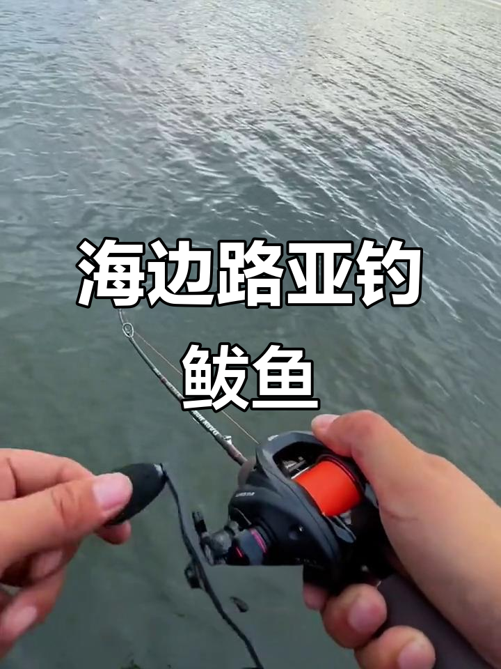 大连路亚海钓视频(大连海边路亚鱼种)
