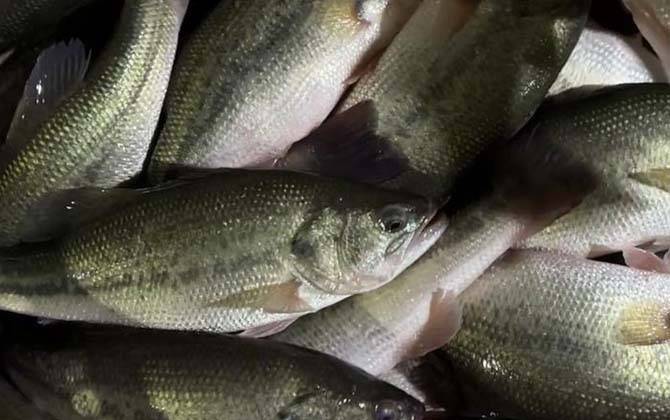 路亚加州鲈鱼视频(加州鲈 路亚) 路亚加州鲈鱼视频(加州鲈 路亚)