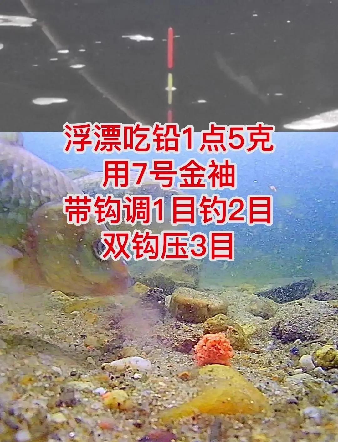 春季黑坑鲫鱼开饵技巧(春季黑坑鲫鱼饵料配方)