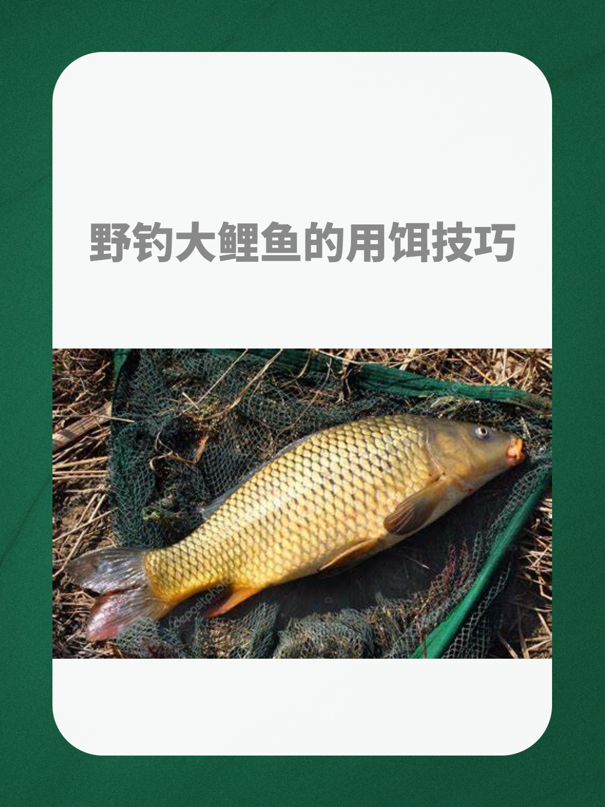 鱼塘钓大鲤鱼技巧(鱼塘钓大鱼的技巧)